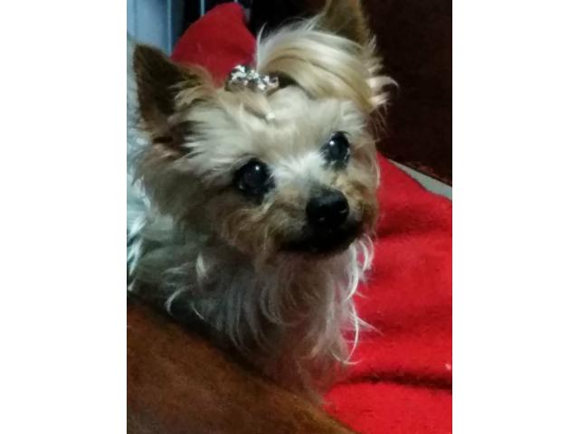 dispPetName($row['pet_name'])