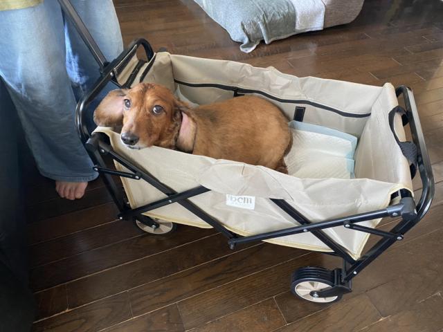 dispPetName($row['pet_name'])