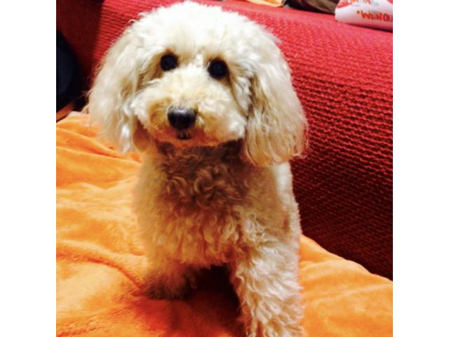 dispPetName($row['pet_name'])