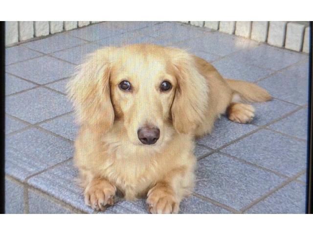 dispPetName($row['pet_name'])
