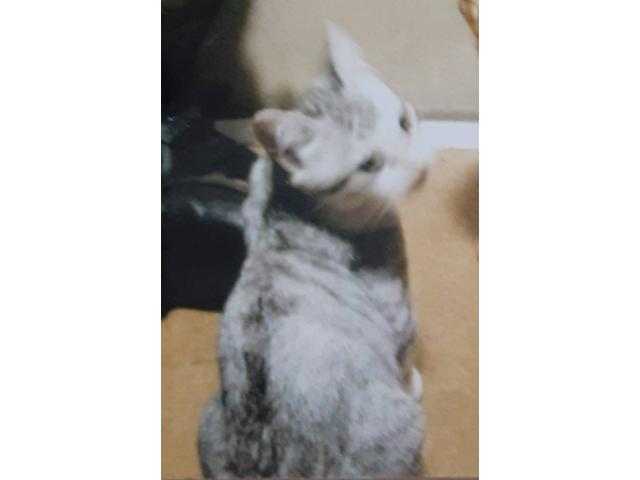 dispPetName($row['pet_name'])