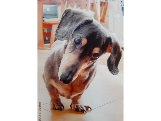 dispPetName($row['pet_name'])