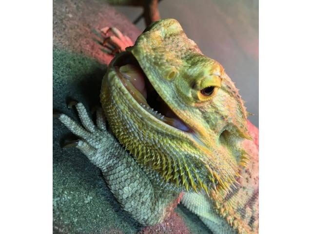 dispPetName($row['pet_name'])
