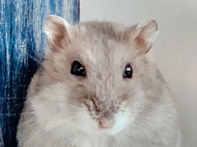 dispPetName($row['pet_name'])