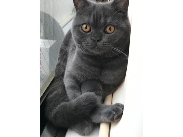 dispPetName($row['pet_name'])