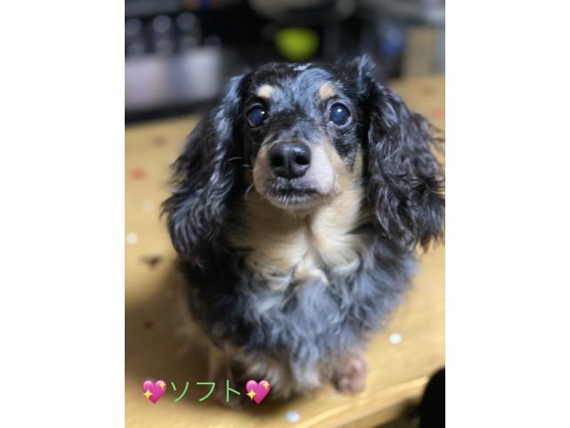 dispPetName($row['pet_name'])