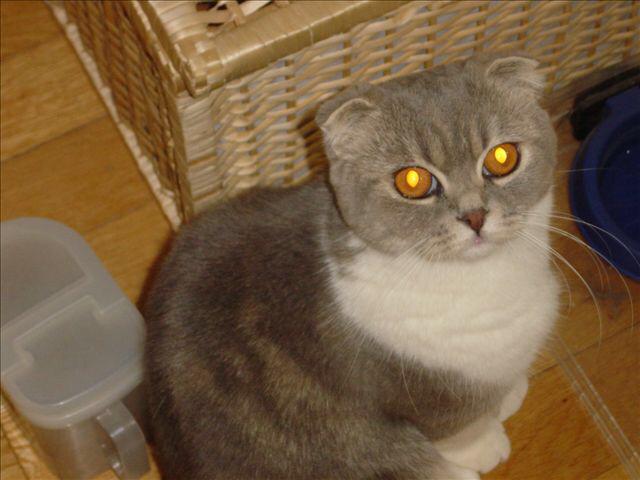dispPetName($row['pet_name'])