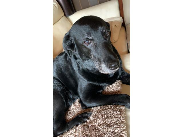 dispPetName($row['pet_name'])
