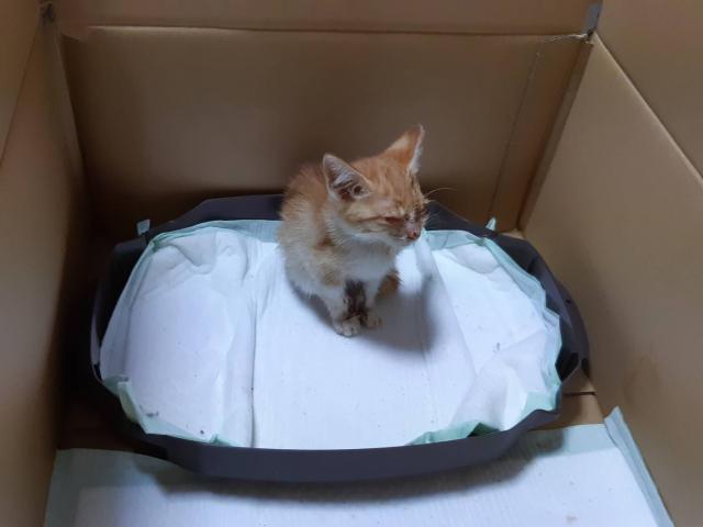 dispPetName($row['pet_name'])