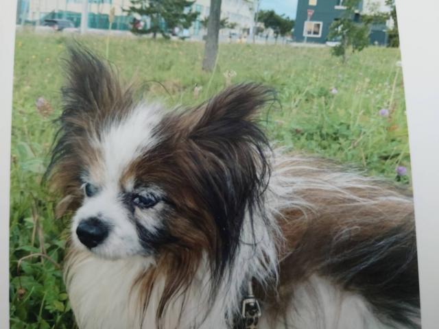 dispPetName($row['pet_name'])