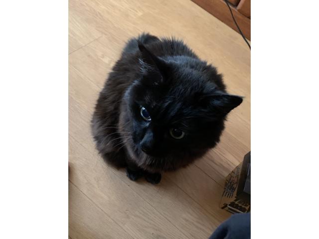 dispPetName($row['pet_name'])
