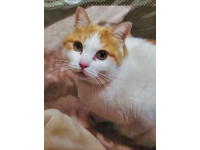 dispPetName($row['pet_name'])