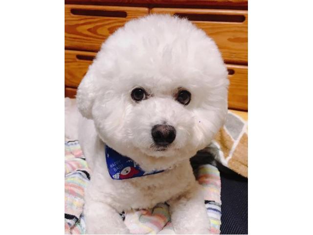 dispPetName($row['pet_name'])
