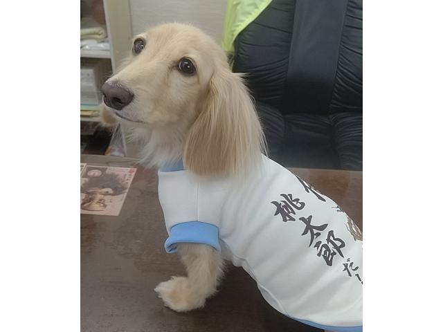 dispPetName($row['pet_name'])