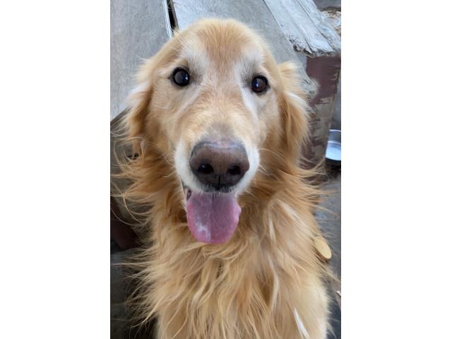 dispPetName($row['pet_name'])
