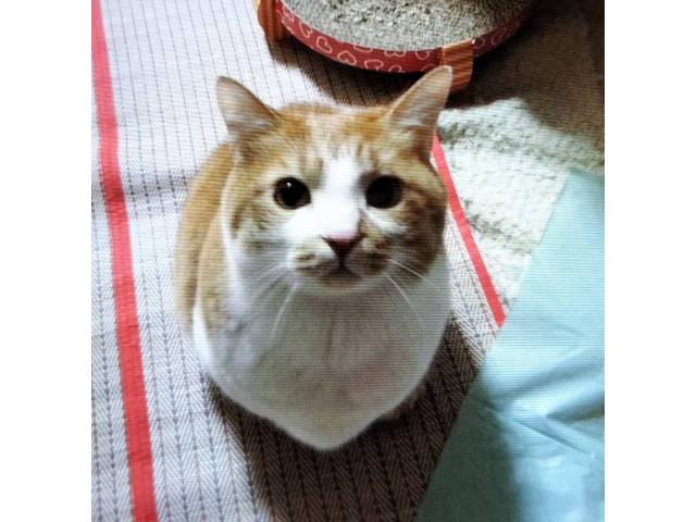 dispPetName($row['pet_name'])