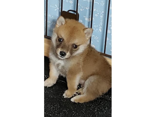 dispPetName($row['pet_name'])
