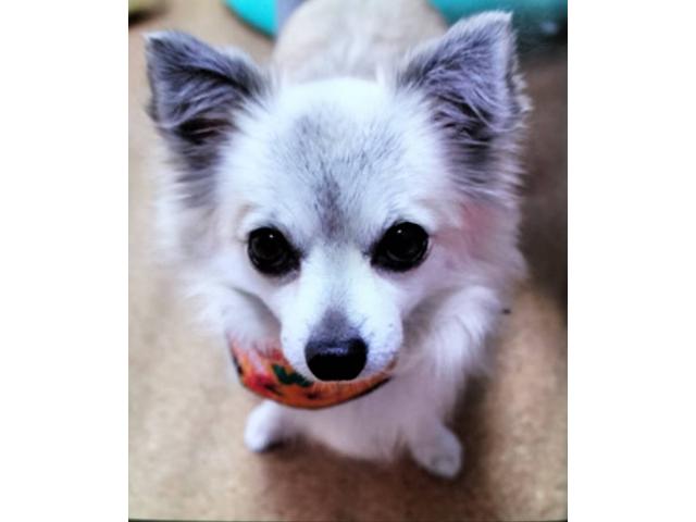 dispPetName($row['pet_name'])