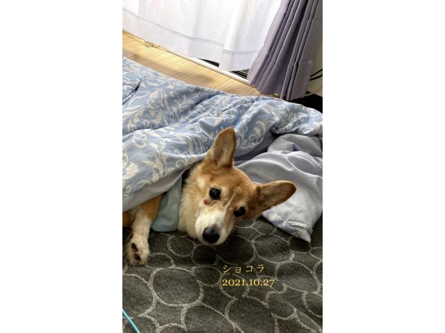 dispPetName($row['pet_name'])