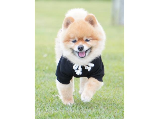 dispPetName($row['pet_name'])