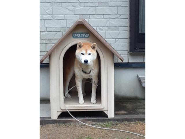 dispPetName($row['pet_name'])