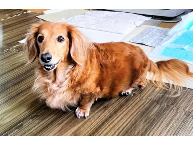 dispPetName($row['pet_name'])
