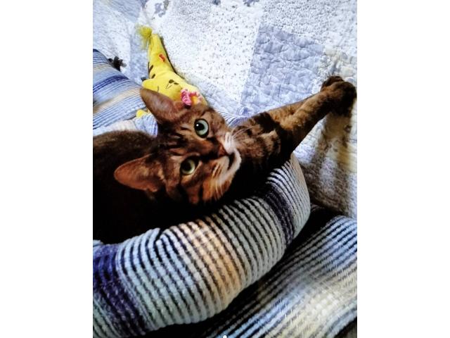 dispPetName($row['pet_name'])