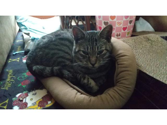 dispPetName($row['pet_name'])