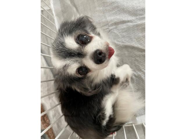 dispPetName($row['pet_name'])