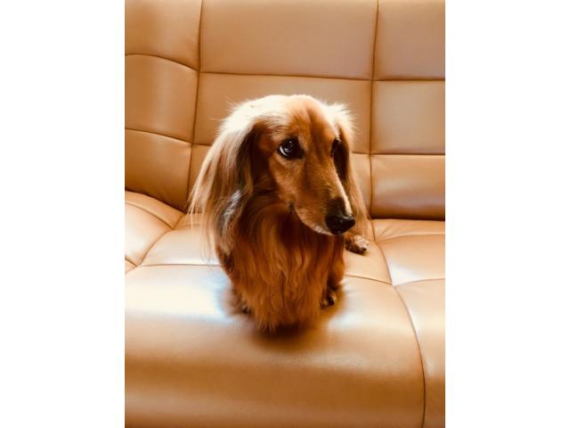 dispPetName($row['pet_name'])