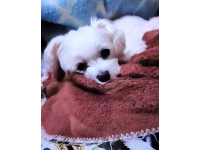 dispPetName($row['pet_name'])
