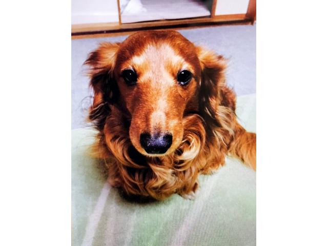 dispPetName($row['pet_name'])