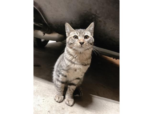 dispPetName($row['pet_name'])