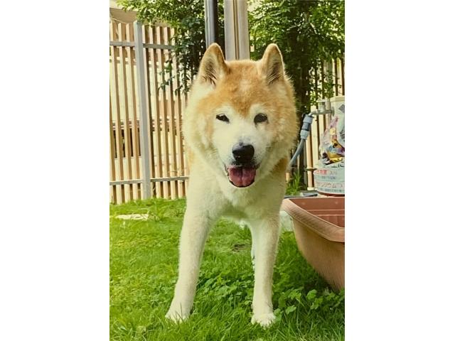 dispPetName($row['pet_name'])