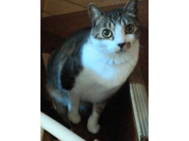 dispPetName($row['pet_name'])