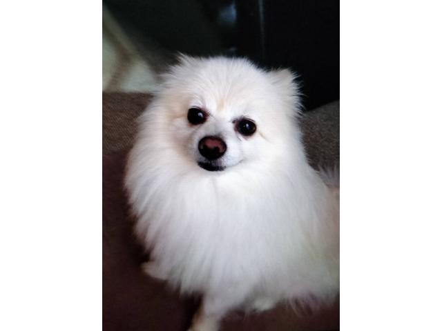 dispPetName($row['pet_name'])