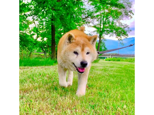 dispPetName($row['pet_name'])