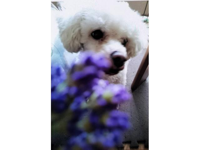 dispPetName($row['pet_name'])