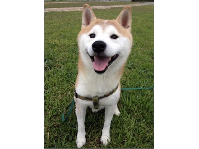 dispPetName($row['pet_name'])