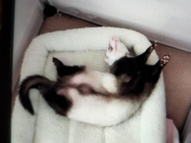 dispPetName($row['pet_name'])