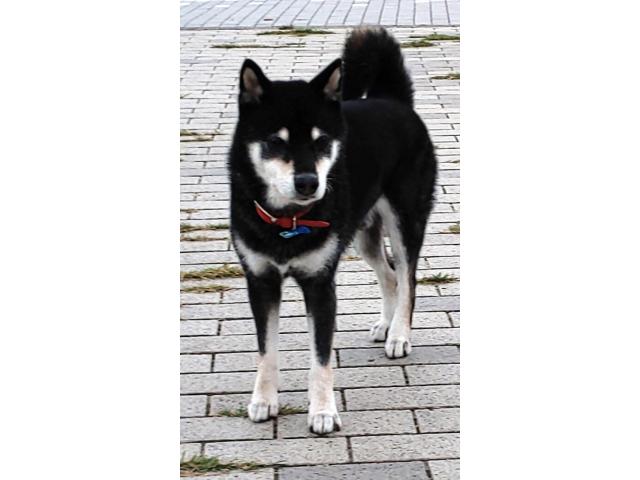 dispPetName($row['pet_name'])