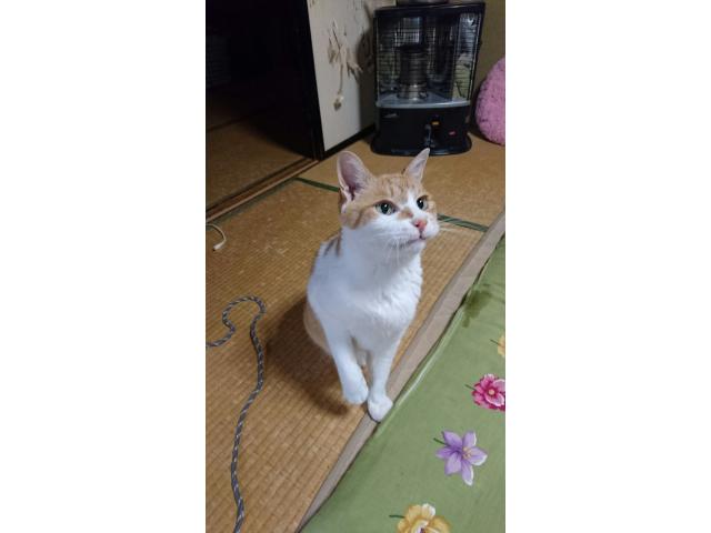 dispPetName($row['pet_name'])