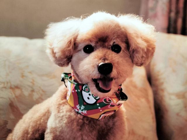 dispPetName($row['pet_name'])