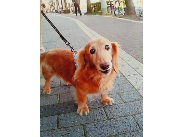 dispPetName($row['pet_name'])