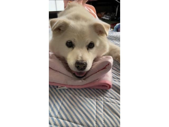 dispPetName($row['pet_name'])