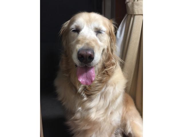 dispPetName($row['pet_name'])