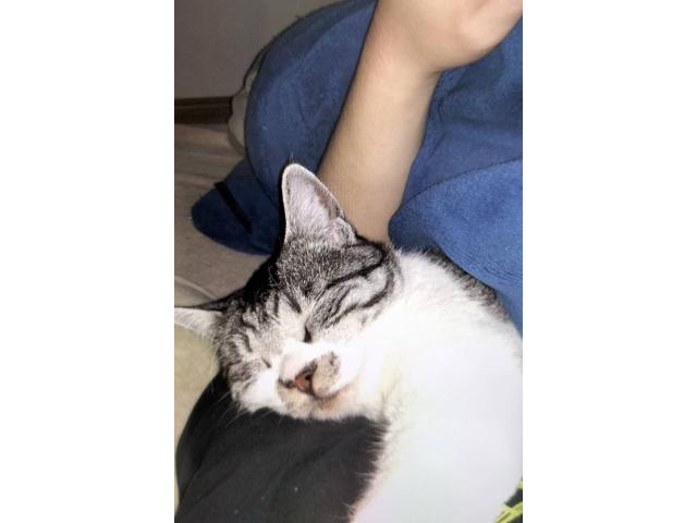 dispPetName($row['pet_name'])