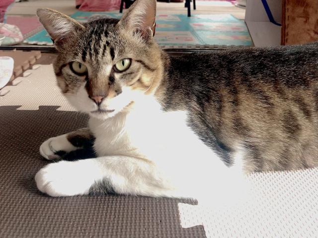 dispPetName($row['pet_name'])