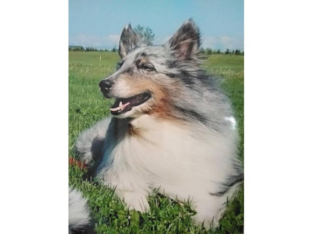 dispPetName($row['pet_name'])