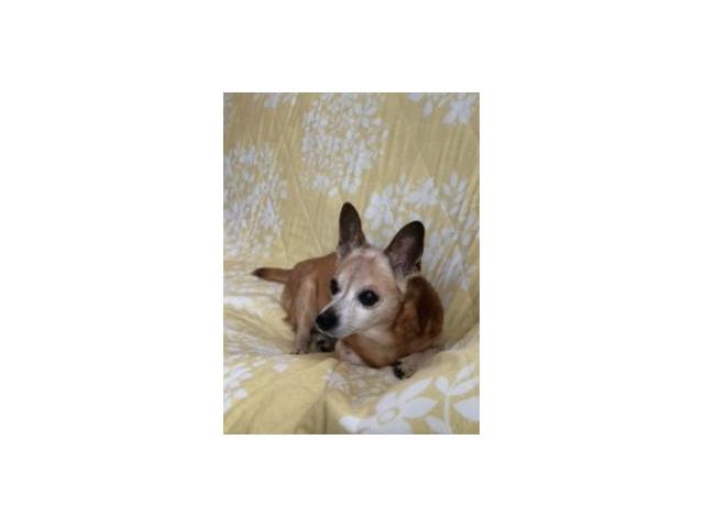 dispPetName($row['pet_name'])